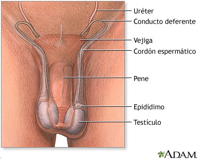 Anatomía interna del cordón espermático